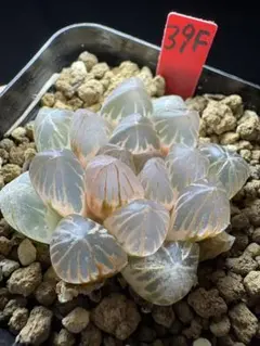 87e 多肉植物　ハオルチア　白狼オブツーサ錦糊斑　自家繁殖　鉢植え発送 87e 多肉植物 ハオルチア 白狼オブツーサ錦糊斑 自家繁殖 鉢植え発送
