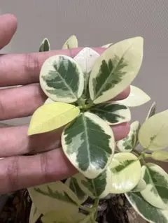 斑入りパンダガジュマル 観葉植物 カット苗 - メルカリ