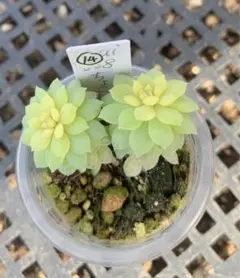 ミックスベリア　札のみ　ちょこん　５枚　匿名配送 m40432984748_1.jpg?1710482479