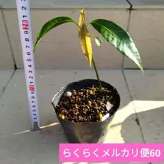 グルミチャマ 実生苗 - メルカリ