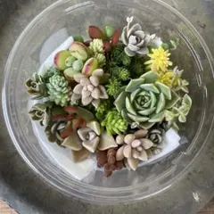 多肉植物　カット苗詰め合わせのサムネイル