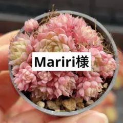 Mariri様　専用