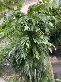 2026年最新】カレーリーフの人気アイテム - メルカリ