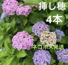 122.　三河千鳥　ミカワチドリ　抜き苗 142. 三河千鳥 ミカワチドリ 抜き苗 - メルカリ