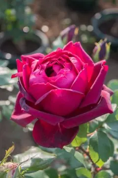 薔薇接ぎ木苗 新苗 オクラホマのサムネイル