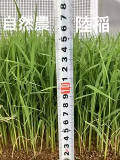 自然栽培米 ハッピーヒル種籾 1000g 陸稲可能 種籾 ハッピーヒル 300g うるち米 自然栽培米 水稲 陸稲 - メルカリ