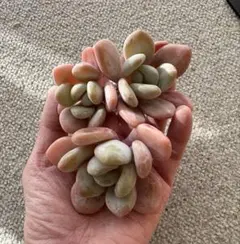 モナミ様 リクエスト 3点 まとめ商品