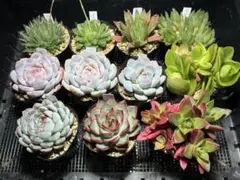［鉢ごと］多肉植物詰め合わせ
