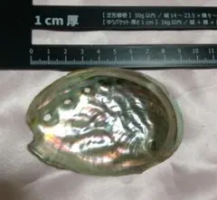 アバロンシェル アワビの貝殻 綺麗な色