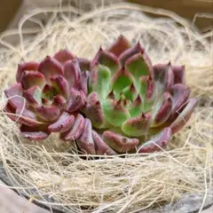 緑茶大好き！様 リクエスト 5点 まとめ商品