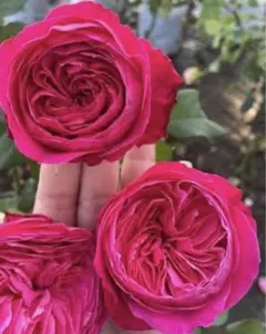 薔薇 バラ苗 接木苗 Bella trendsetter バラ 切り花 入手困難 - メルカリ