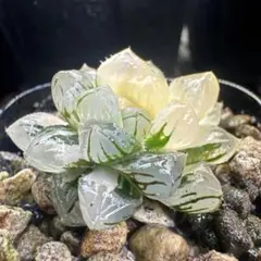 O*Z様 ハオルチア　オブツーサ錦　水中の月錦　約4cm ⑦