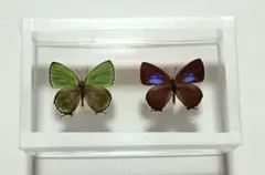 2026年最新】昆虫標本 蝶の人気アイテム - メルカリ