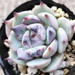 抜き苗】優木園 伊弉諾 イザナギ 多肉 多肉植物 - メルカリ