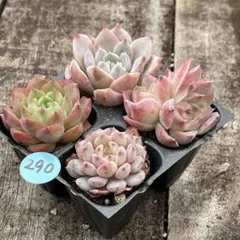 2025年最新】夢多肉植物の人気アイテム - メルカリ