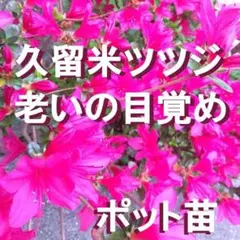1【ポットで発送】久留米ツツジ　老いの目覚め　挿し木苗　１ポット　クルメツツジのサムネイル