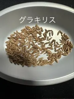 種子10粒パキポディウム グラキリス 種子 塊根植物（おまけ種子あり）