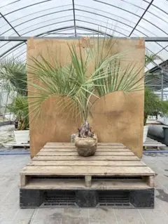 2025年最新】ココスヤシの苗の人気アイテム - メルカリ