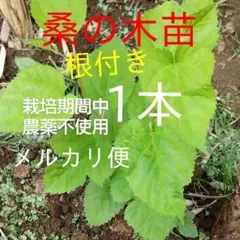 北の蝦夷 黄色く紅葉する ミズナラ 計10本 ハルニレ どんぐりの苗木