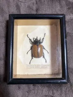 5 Horn Rhinoceros Beetle 標本 マレーシア産 カブトムシ - メルカリ