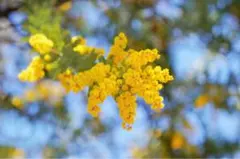 【ブラックホワイト】ナイキNIKEソックス☆五足☆レディースソックス☆婦人靴下☆