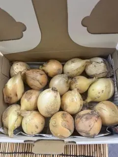 無農薬・玉ねぎ小さいサイズ１kg・自然栽培のサムネイル