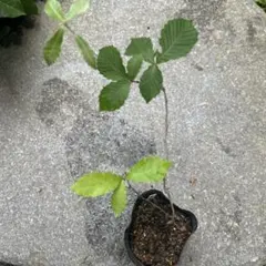 コナラ実生苗　落葉樹　盆栽のサムネイル