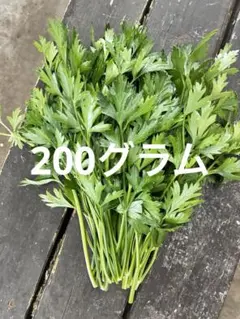 栽培期間農薬不使用　イタリアンパセリ　200グラム　ネコポスのサムネイル