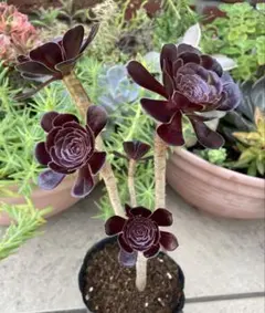 黒法師　土から上25cm アエオニウム　サンシモン　多肉植物　抜き苗のサムネイル