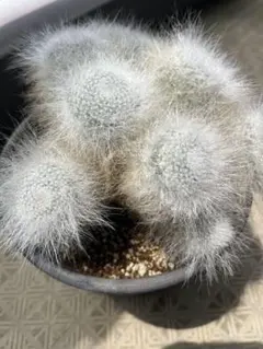 み*ん様 マミラリア 薫晃殿 大株 国内実生 鉢植え メルカリ便送料込み