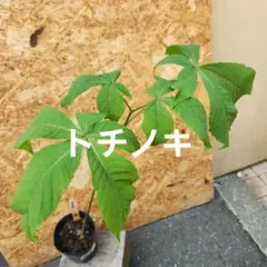 ヤツデ 八手 2年生観葉植物 庭木 苗木 常緑樹 抜き苗メルカリ便 縁起物