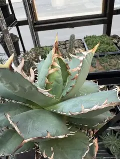 アガベ NO NAME 山中勇人 陶器鉢付き 発根済 2025年最新】アガベノーネームの人気アイテム - メルカリ