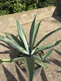 2025年最新】アガベ オアハカセンシスの人気アイテム - メルカリ