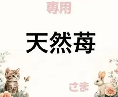 専用