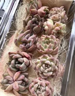 SALE 22❣️10苗詰め合わせセット❣️多肉 韓国苗 寄せ植え カット苗のサムネイル