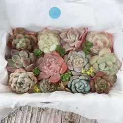 6. 【現品発送】色味厳選！　韓国苗入り多肉カット苗BOX