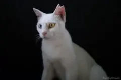 白猫写真 A4orA3