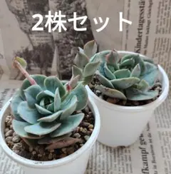 多肉植物★クラウディアローズ 2株セット★抜き苗