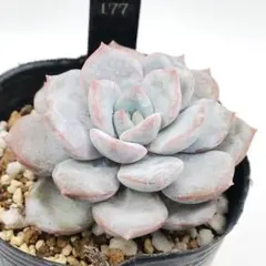 玉連×ラウイ 多肉植物抜き苗うに - メルカリ