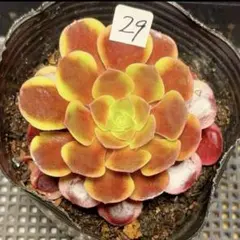 97#観葉植物アエオニウム錦❤️サラダボール中斑錦❤️韶華❤️1大頭
