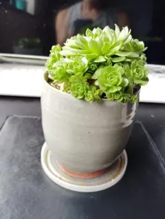 【リメイク鉢】緑の癒しを小窓に！用土、抜き苗かカット苗のセット販売