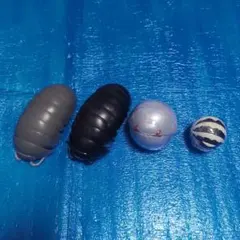 2026年最新】だんごむし ガチャ ゼブラの人気アイテム - メルカリ