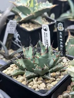 アガベ ハイブリッド A-3特白肌怒雷神×妖炎 子株 Hu Plantsタグ付き