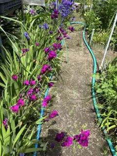 バビアナの球根　１５個➕のサムネイル