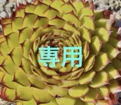 センペルビウム 専用