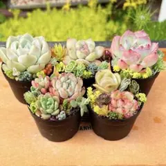 6 多肉植物の小さな寄せ植え◎そのまま飾れる◎5コセット