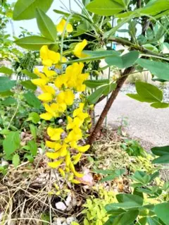 キングサリ　1苗　No.1 つる植物　藤