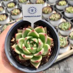 Top【選抜株】多肉植物　25893ブルードラゴン　40個　鉢無し/脱土 Top【選抜株】多肉植物 25893ブルードラゴン 40個 鉢無し/脱土 - メルカリ