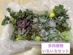 8.カット苗　多肉いろいろセット エケベリア 寄せ植えセット　多肉弁当