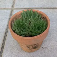 ハオルチア　青雲の舞　多肉植物